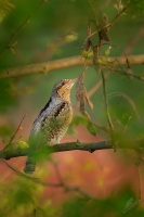 Krutihlav obecny - Jynx torquilla - Eurasian Wryneck 5859